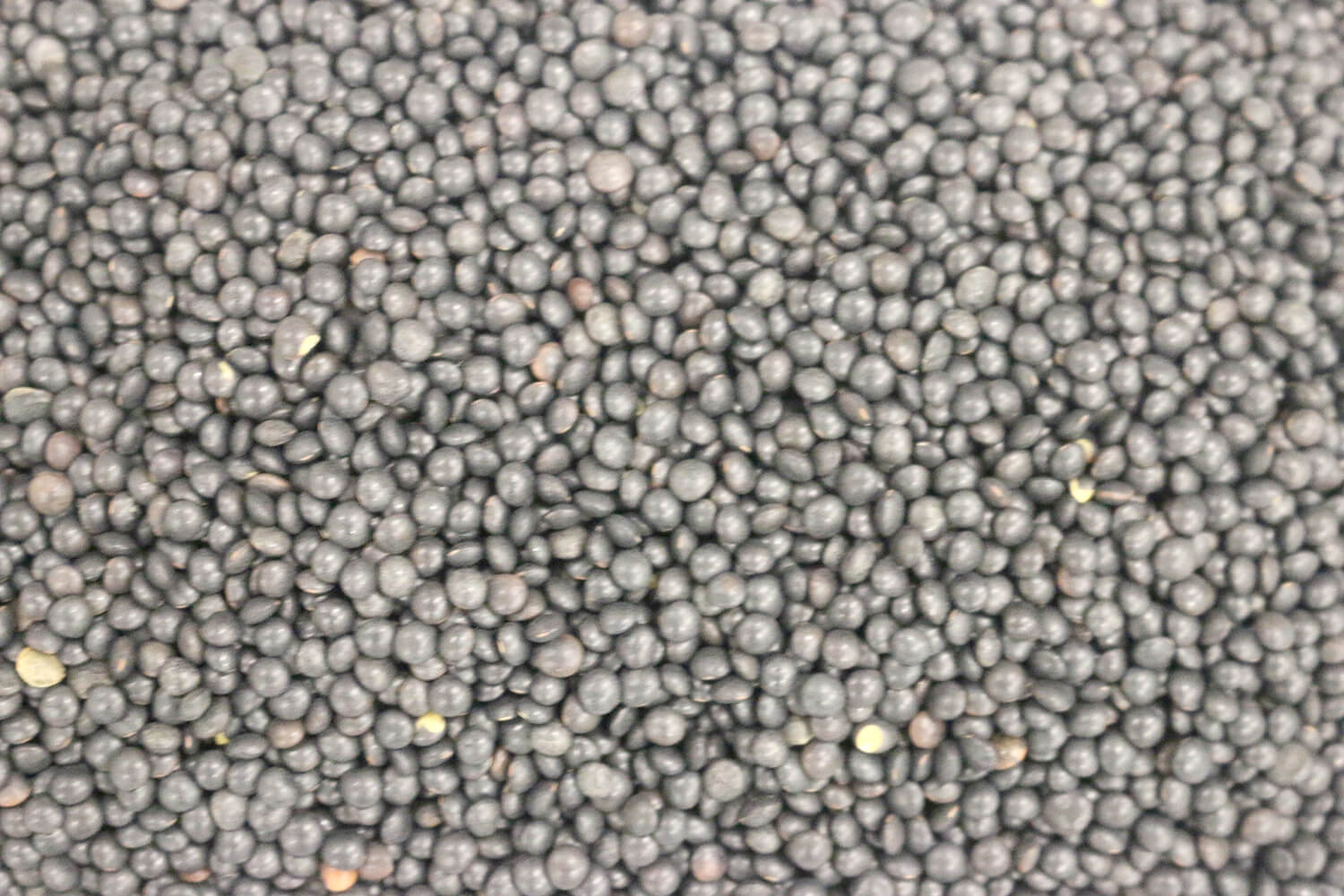 Buy Organic Black Beluga Lentils in Bulk Australia | The Source Bulk Foods