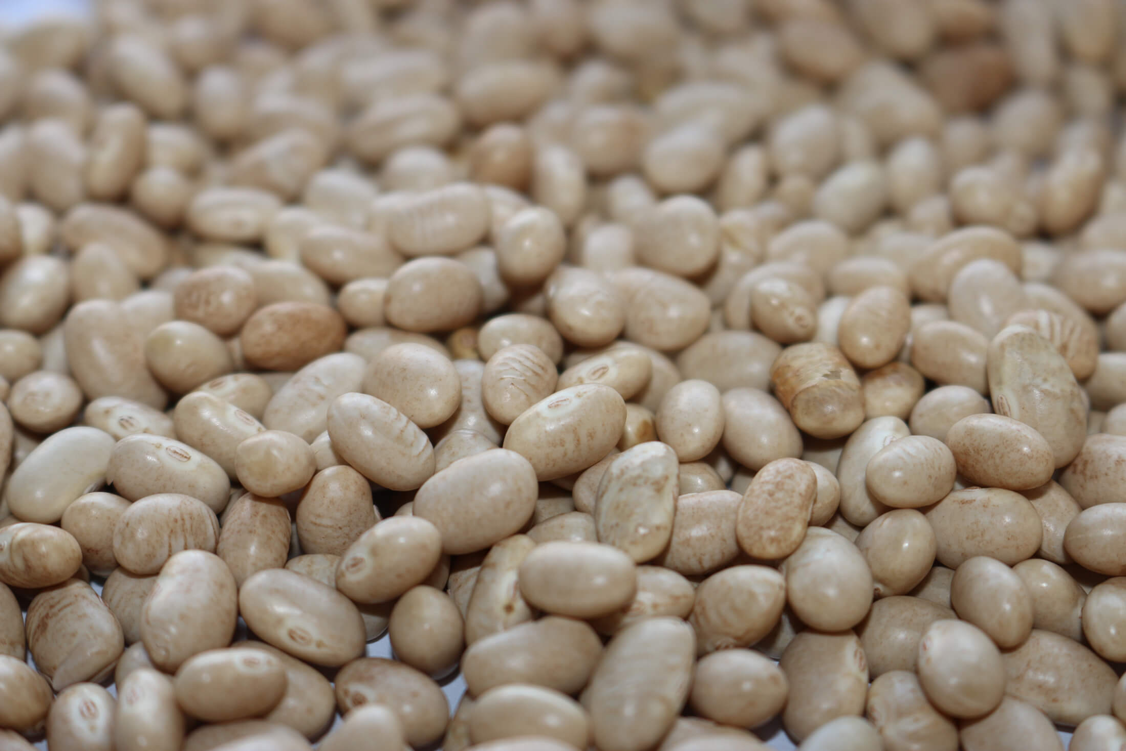 Navy Beans | Australia | The Source Bulk Foods