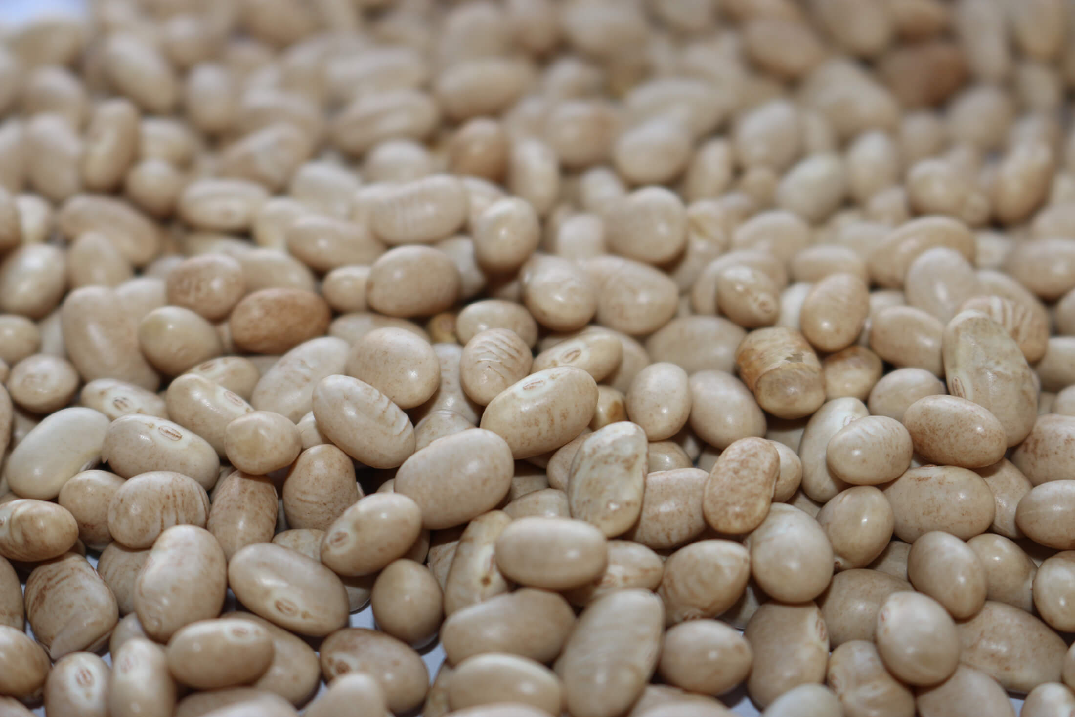 Navy Beans Australia The Source Bulk Foods