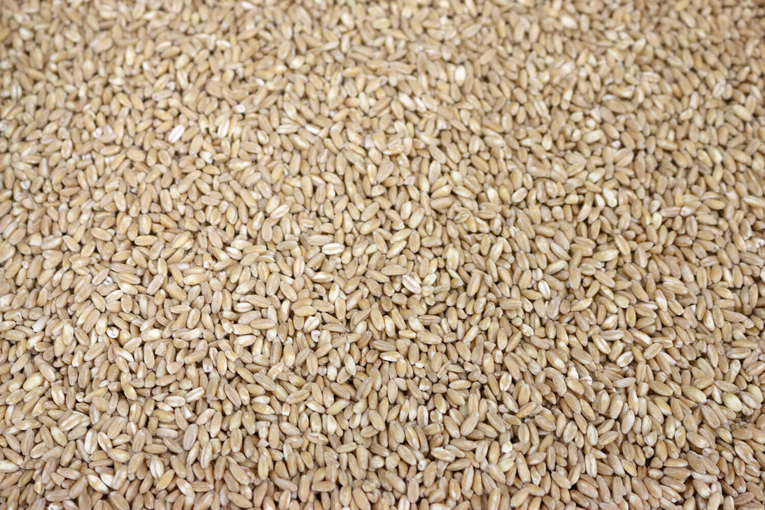 40128-SPELT-GRAIN.jpg Organic Spelt Grain image