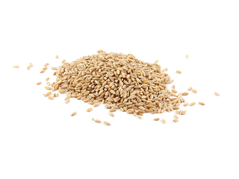 Farro_Main website Australian Biodynamic Wholegrain Farro image