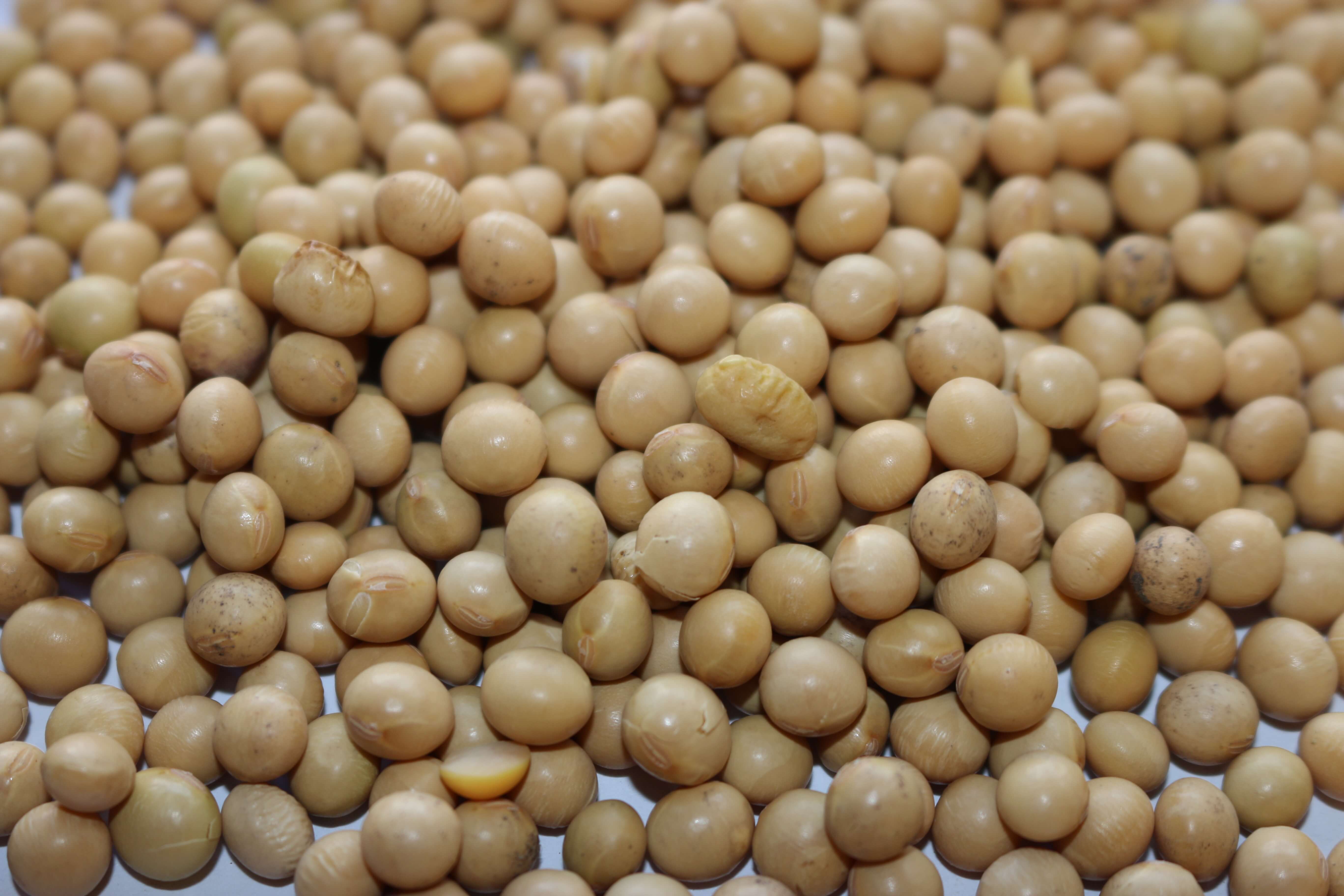 IMG_0424-1.jpg Soy Beans Organic image