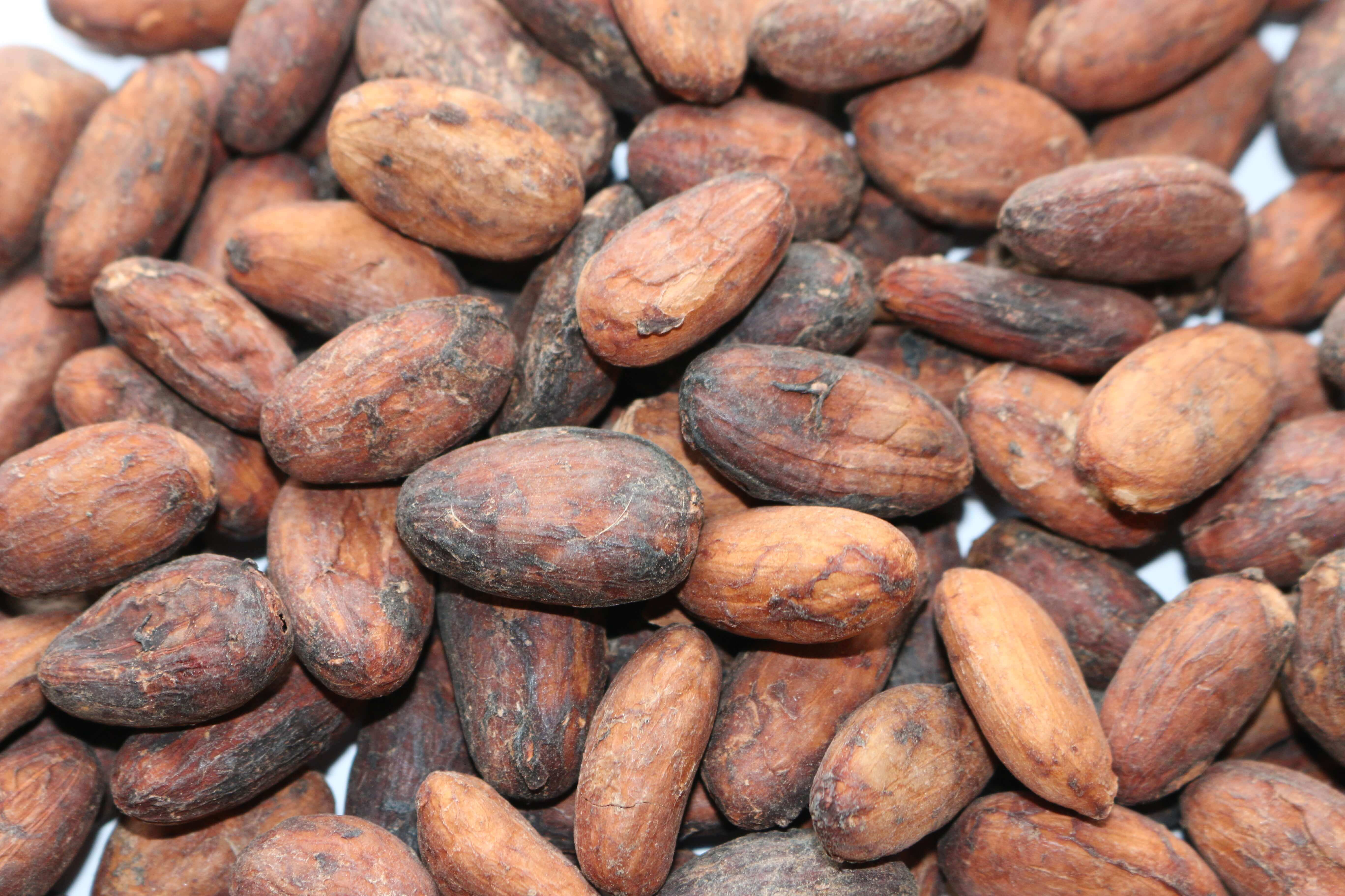 IMG_0449.jpg Organic Cacao Beans image