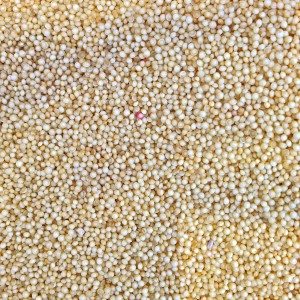 amaranth organic seeds