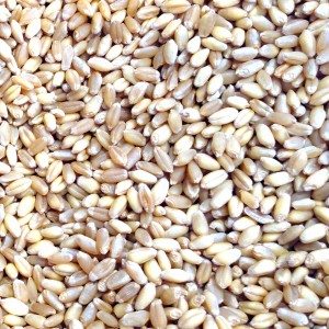 Organic-pearl-barley-.jpg Organic Pearled Barley image
