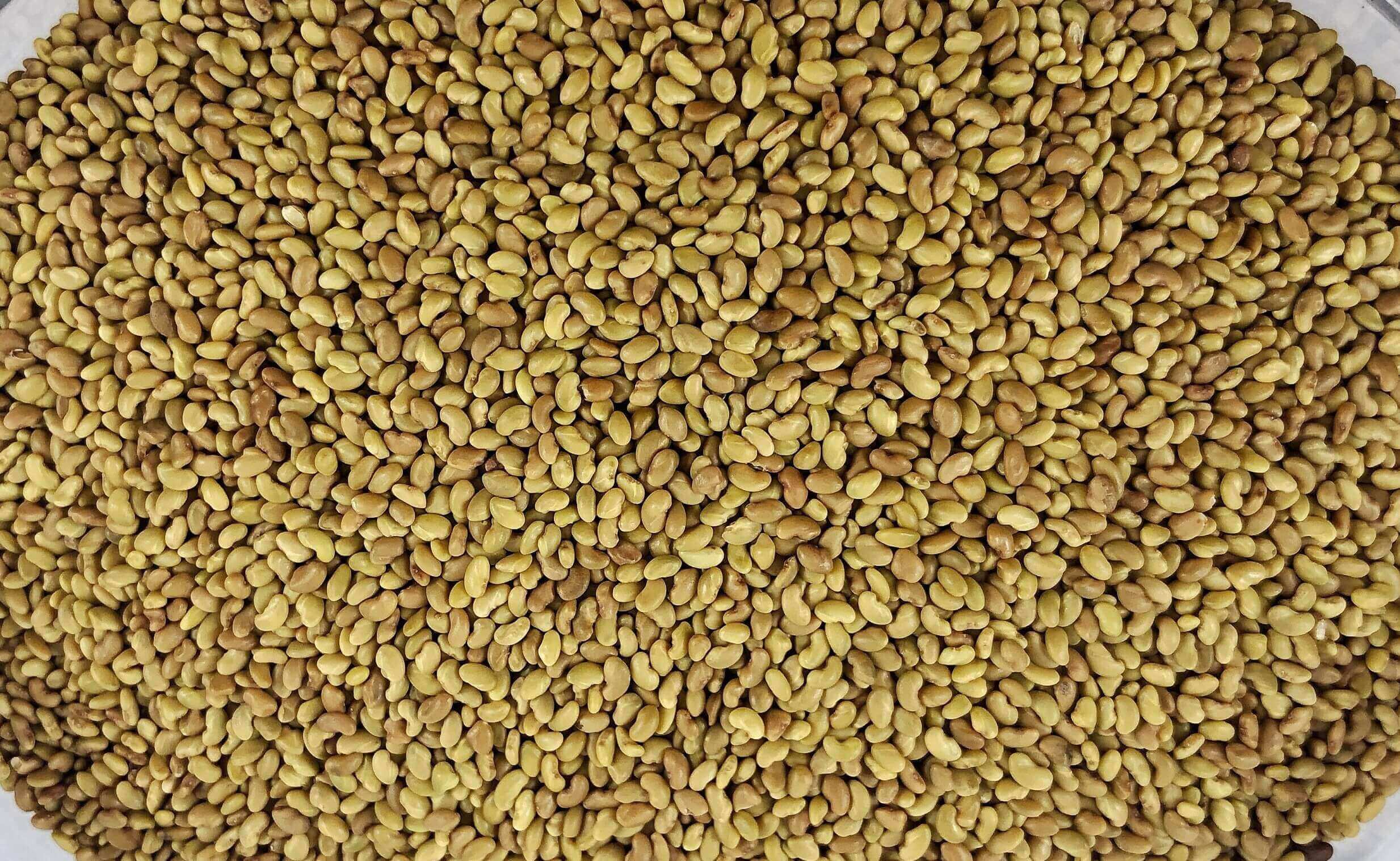 alfalfa-40100-c.jpg Alfalfa Seeds image
