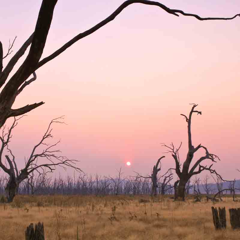 Australian Bush Fire Appeal | Donate Now | The Source Bulk