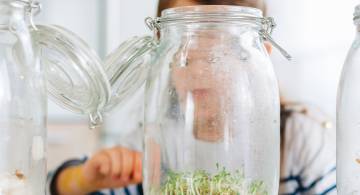 7 Steps to Growing Sprouts | DIY Sprouts